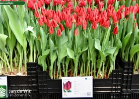 Tulipa Loveflight ® (1)